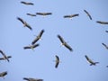 Group of birds traveling to another place