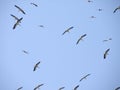 Group of birds traveling to another place