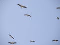 Group of birds traveling to another place