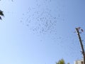 Group of birds traveling to another place