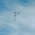 Flock of birds flying high up in sky