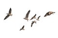 Flock of birds flying isolated on white background. This has clipping path. Royalty Free Stock Photo