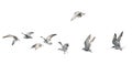 Flock of birds flying isolated on white background. Royalty Free Stock Photo