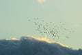 Flock of birds flying left with sunset clouds in the background Royalty Free Stock Photo