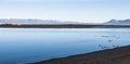 Flock of birds flying low on a calm lake with snowcapped mountains north of Europe Royalty Free Stock Photo