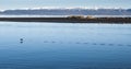 Flock of birds flying low on a calm lake with snowcapped mountains north of Europe Royalty Free Stock Photo