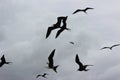 a flock of birds flying in nature