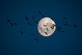 A flock of birds flying in the night on the Full moon dark blue sky background Royalty Free Stock Photo