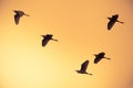 Flock of birds flying at orange sky background Royalty Free Stock Photo