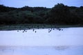 Flock of birds flying over lake during sunrise Royalty Free Stock Photo