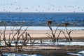 Flock of Birds flying over Salton Sea Lake