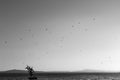 Flock of birds flying over a sculpture on Passignano Trasimeno lake at sunset