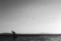 Flock of birds flying over a sculpture on Passignano Trasimeno lake at sunset