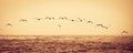 Flock of birds flying over sea Royalty Free Stock Photo