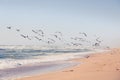 Flock of birds flying over the sea. Beautiful tropical beach Royalty Free Stock Photo