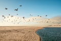 Flock of Birds Flying Over the Sea. Pacific Coast, California Royalty Free Stock Photo