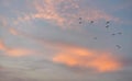 Flock of birds flying over sunset sky with clouds, abstract natural background and texture Royalty Free Stock Photo