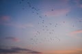 Flock of birds flying over sunset sky with clouds, abstract natural background and texture Royalty Free Stock Photo