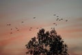 A flock of birds flying over a tree Royalty Free Stock Photo