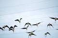 Flock of birds flying in the sky, animals, in motion Royalty Free Stock Photo