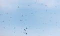 A flock of birds flying in the sky Royalty Free Stock Photo