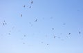 A flock of birds flying in the sky Royalty Free Stock Photo