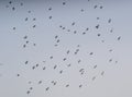 Flock of Pigeon Birds Flying in Sky Royalty Free Stock Photo