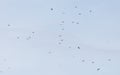 A flock of birds flying in the sky Royalty Free Stock Photo