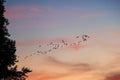 A flock of birds flying on the sky in different formation