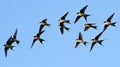 A flock of birds flying in the sky Royalty Free Stock Photo