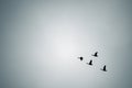 Flock of birds flying in the sky in formation