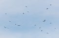 A flock of birds flying in the sky Royalty Free Stock Photo