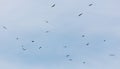 A flock of birds flying in the sky Royalty Free Stock Photo