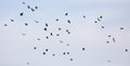A flock of birds flying in the sky Royalty Free Stock Photo