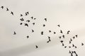 Flock of birds flying in the sky Royalty Free Stock Photo