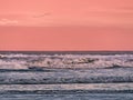 Flock of birds flying in the sky over the sea at dawn Royalty Free Stock Photo