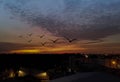 A flock of birds flying in the sky at sunset over the city at sunset. Silhouette of a flock of birds at sunset. Royalty Free Stock Photo