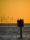 Flock of birds flying by some resting seagulls at Florida beach at sunset