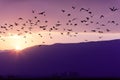 Flock of Birds Flying at the Sunset Royalty Free Stock Photo