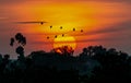Flock of birds flying in the sunset