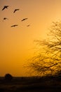 Flock of birds flying Royalty Free Stock Photo