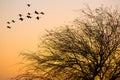 Flock of birds flying Royalty Free Stock Photo