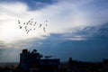 Flock of birds in a foggy day Royalty Free Stock Photo