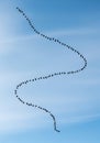 A flock of birds forms a sinuous, wave-like pattern against a clear blue sky. The birds Royalty Free Stock Photo