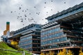 Flock of birds gliding in the sky above a tall, modern building in Berlin, Germany. Royalty Free Stock Photo