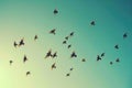 A flock of birds gracefully gliding through the vast blue sky, their wings outstretched as they move in unison, creating Royalty Free Stock Photo