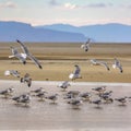 Flock of birds in the Great Salt Lake in Utah Royalty Free Stock Photo