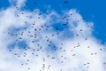 A flock of birds high in the blue sky with white clouds