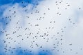 A flock of birds high in the blue sky with white clouds