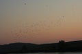 Flock of birds on Hungarian lake at sunset time. Royalty Free Stock Photo